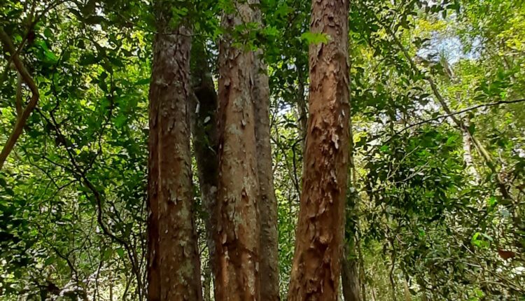 Pau brasil habitat nativo