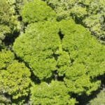Pau brasil nativo de pau brasil produção em alagoas .jpg