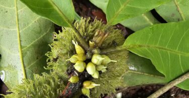 Pouteria gallifructa Cronquist