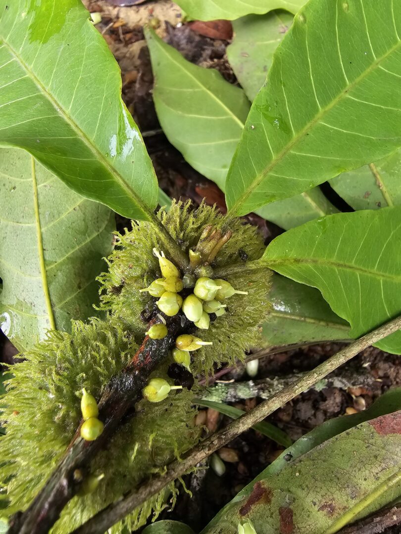 Pouteria gallifructa Cronquist