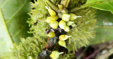 Pouteria gallifructa Cronquist