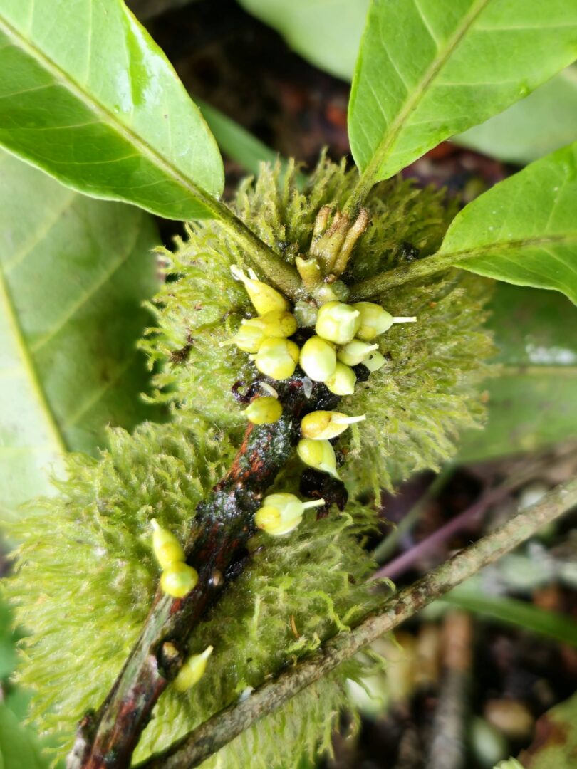 Pouteria gallifructa Cronquist