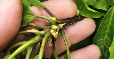 Pouteria gallifructa Cronquist