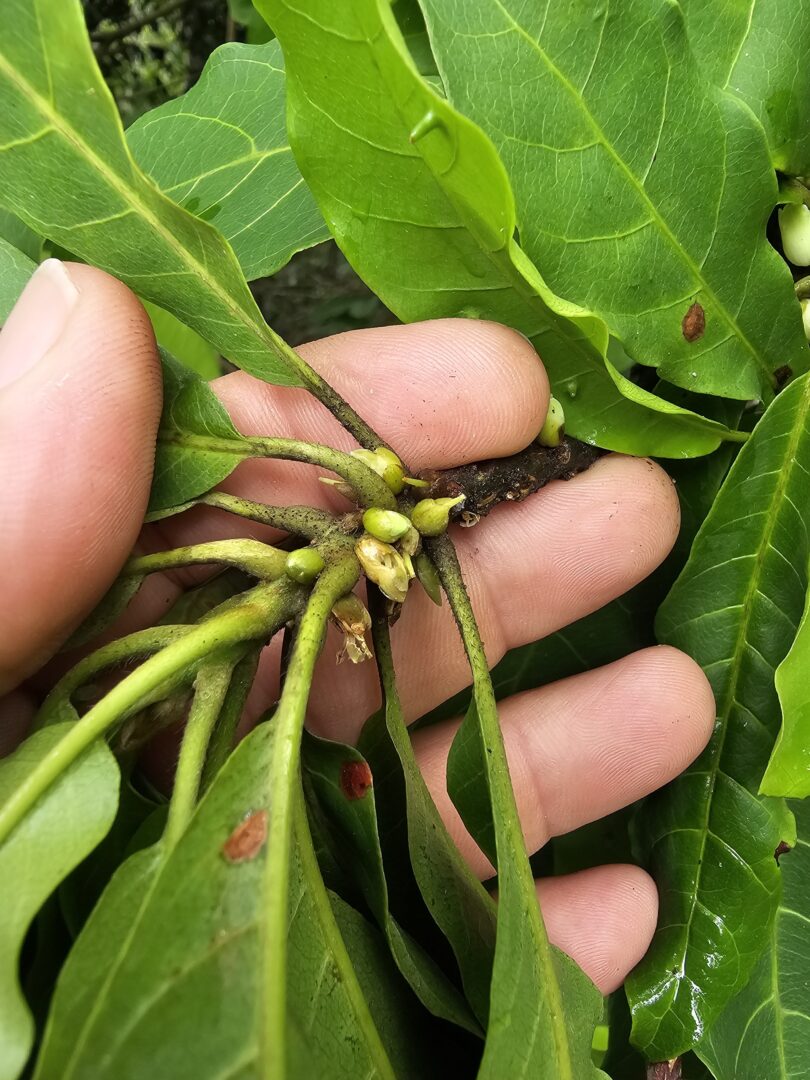 Pouteria gallifructa Cronquist