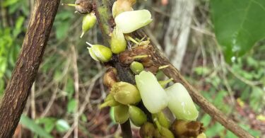 Pouteria nordestinensis Alves-Araújo & M.Alves