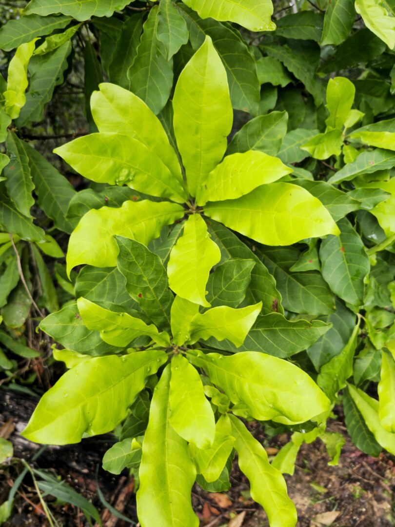 Pouteria gallifructa Cronquist