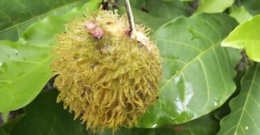 Pouteria nordestinensis Alves-Araújo & M.Alves