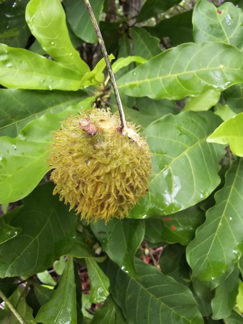 Pouteria nordestinensis Alves-Araújo & M.Alves