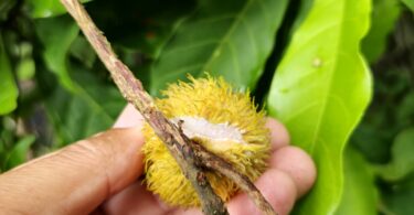 Pouteria gallifructa Cronquist