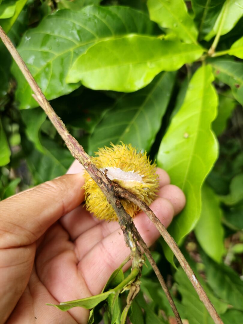 Pouteria gallifructa Cronquist