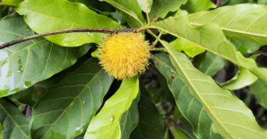 Pouteria gallifructa Cronquist