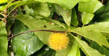 Pouteria gallifructa Cronquist