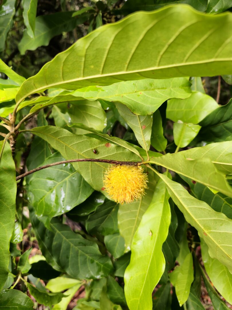 Pouteria gallifructa Cronquist