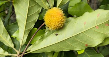 Pouteria gallifructa Cronquist