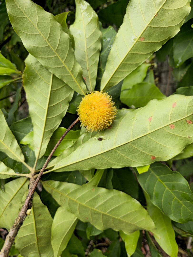 Pouteria gallifructa Cronquist