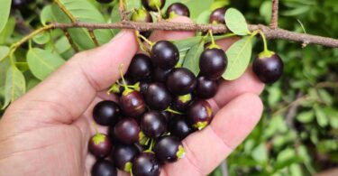 Pouteria gardneri (Mart. & Miq.) Baehni