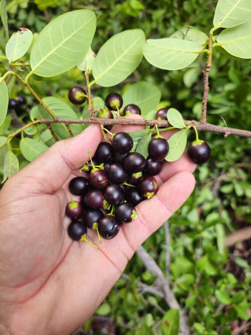 Pouteria gardneri (Mart. & Miq.) Baehni