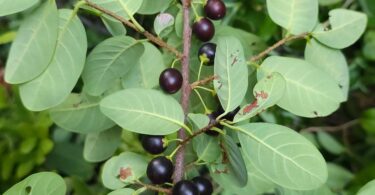 Frutos de Pouteria gardneriana. (A.DC.) Radlk.