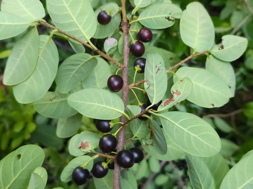 Pouteria gardneri (Mart. & Miq.) Baehni