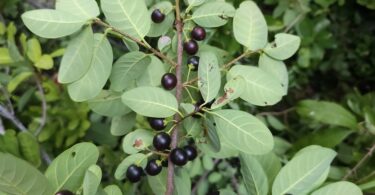 Pouteria gardneri (Mart. & Miq.) Baehni