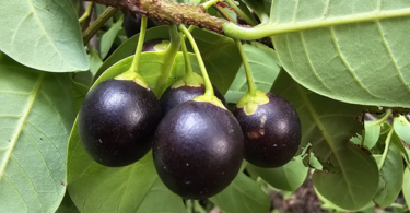 Pouteria gardneri (Mart. & Miq.) Baehni