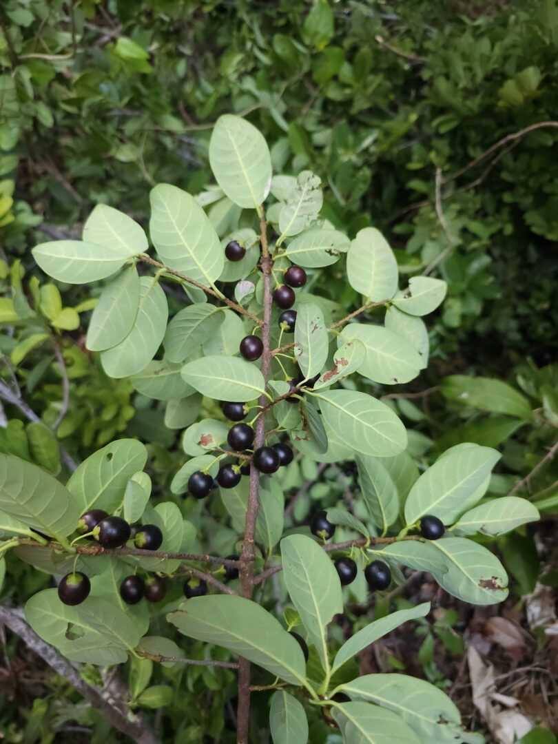 Pouteria gardneri (Mart. & Miq.) Baehni