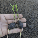 Plantulas, germinação Lecythis pisonis Cambess.
