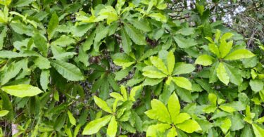 Pouteria gallifructa Cronquist