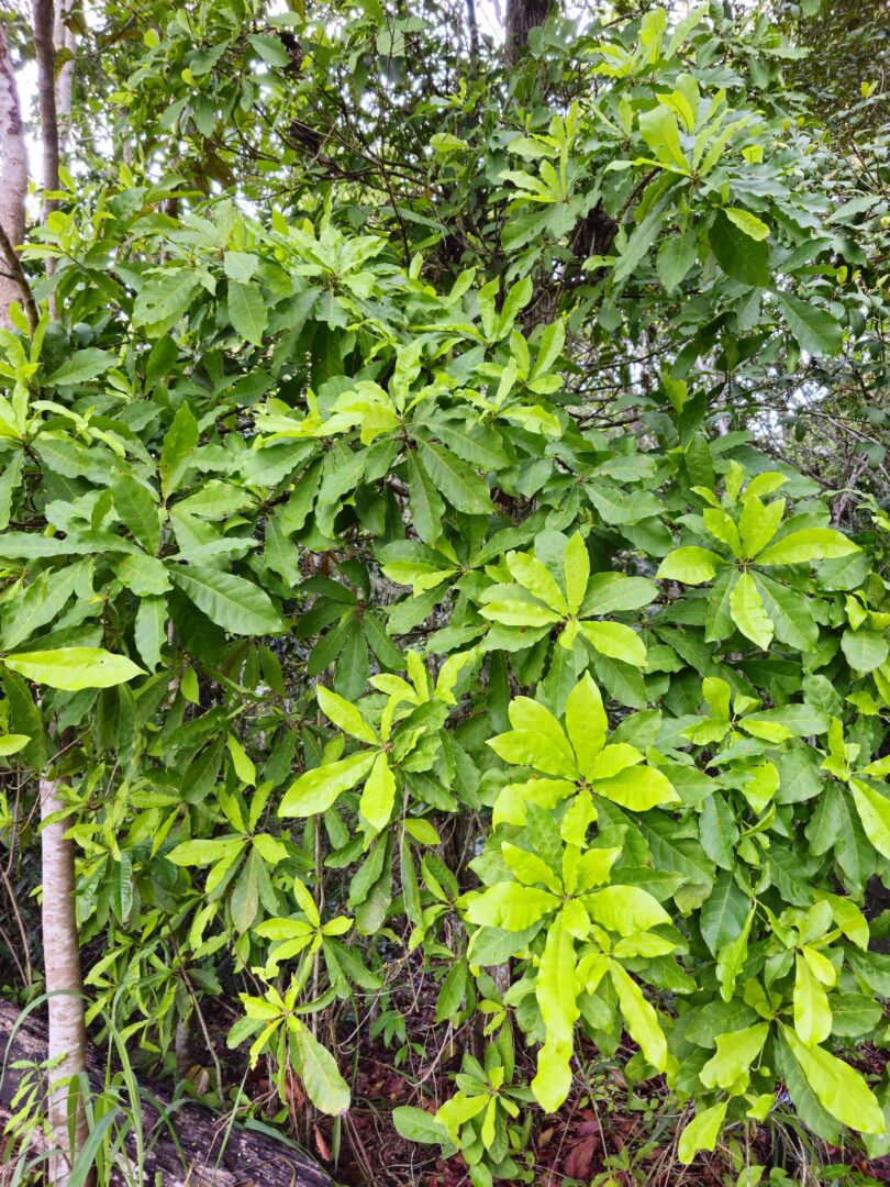 Pouteria gallifructa Cronquist