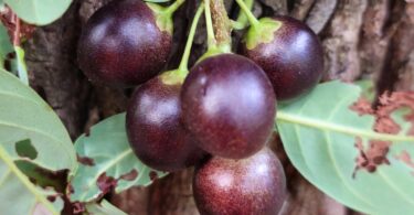 Pouteria gardneri (Mart. & Miq.) Baehni