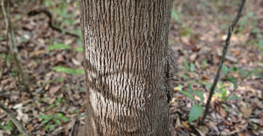 Pouteria gardneri (Mart. & Miq.) Baehni