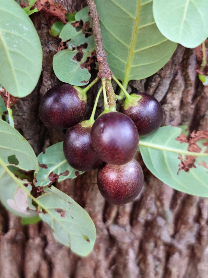 Pouteria gardneri (Mart. & Miq.) Baehni
