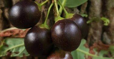 Pouteria gardneri (Mart. & Miq.) Baehni