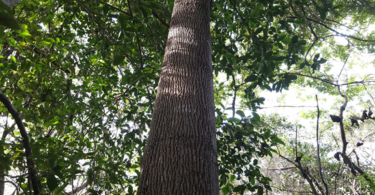 Pouteria gardneri (Mart. & Miq.) Baehni