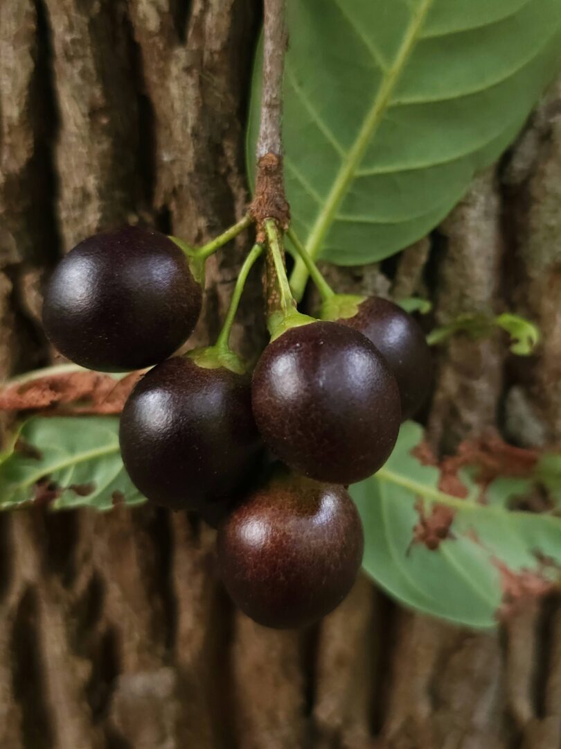 Pouteria gardneri (Mart. & Miq.) Baehni