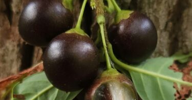 Pouteria gardneri (Mart. & Miq.) Baehni