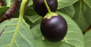 Pouteria gardneri (Mart. & Miq.) Baehni