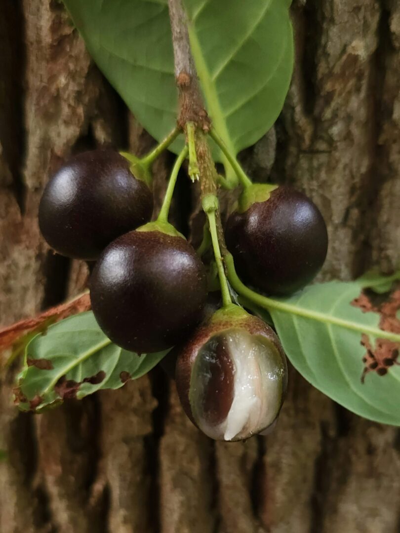 Pouteria gardneri (Mart. & Miq.) Baehni