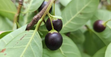 Pouteria gardneri (Mart. & Miq.) Baehni