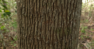 Pouteria gardneri (Mart. & Miq.) Baehni