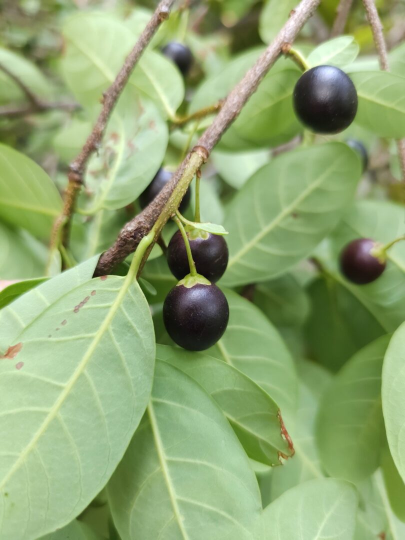 Pouteria gardneri (Mart. & Miq.) Baehni