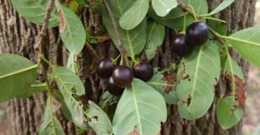 Pouteria gardneri (Mart. & Miq.) Baehni