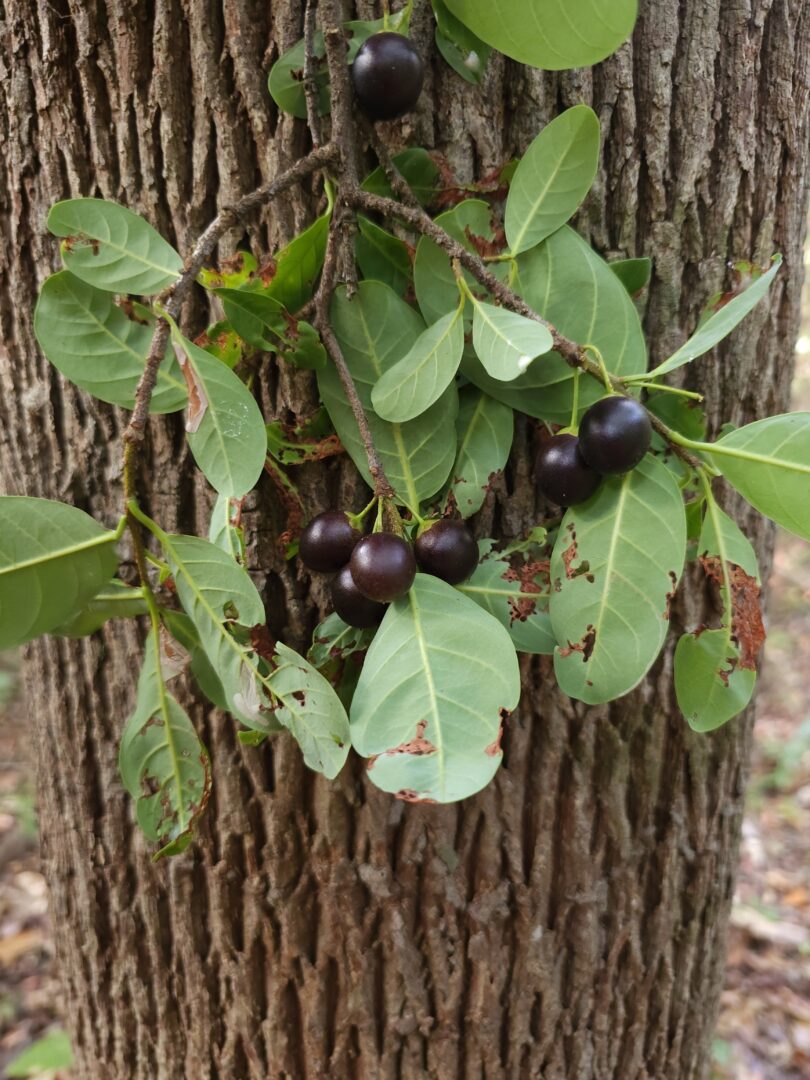 Pouteria gardneri (Mart. & Miq.) Baehni