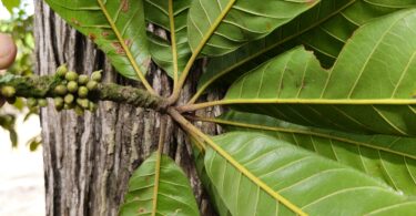 Pouteria nordestinensis Alves-Araújo & M.Alves
