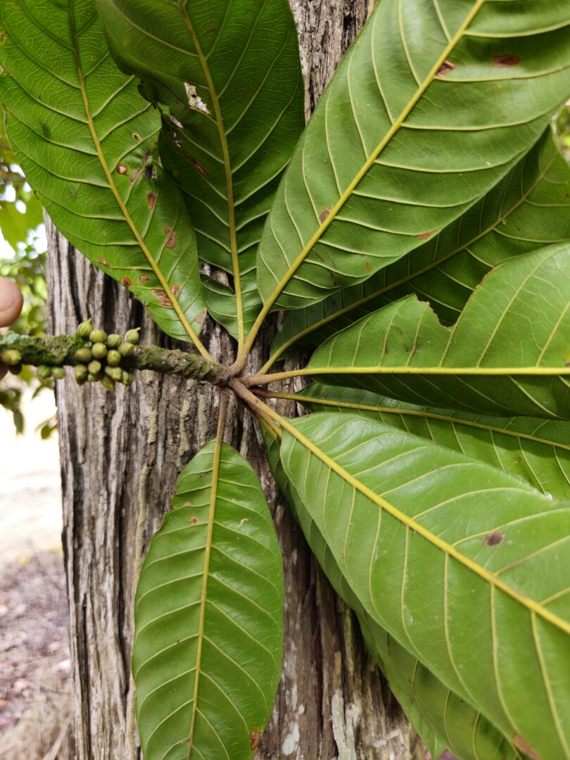 Pouteria nordestinensis Alves-Araújo & M.Alves