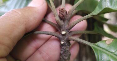 Pouteria nordestinensis Alves-Araújo & M.Alves