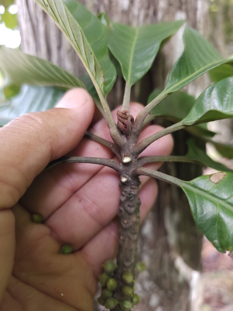 Pouteria nordestinensis Alves-Araújo & M.Alves
