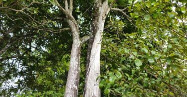 Pouteria nordestinensis Alves-Araújo & M.Alves