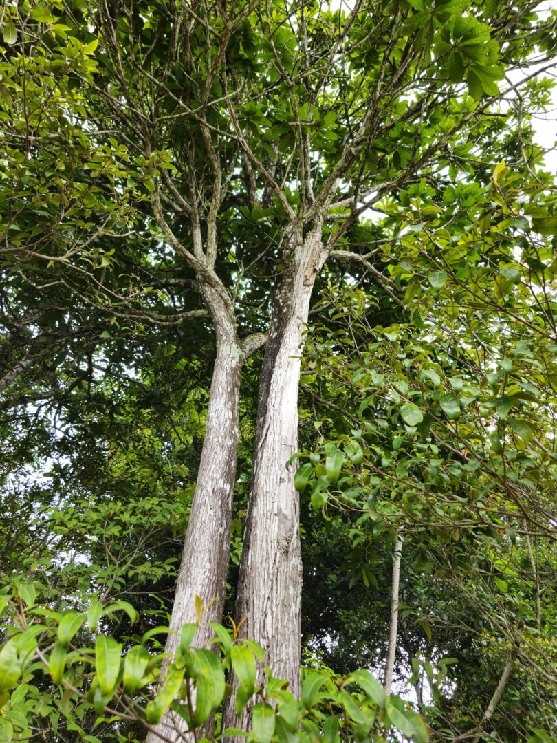 Pouteria nordestinensis Alves-Araújo & M.Alves