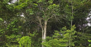 Pouteria nordestinensis Alves-Araújo & M.Alves